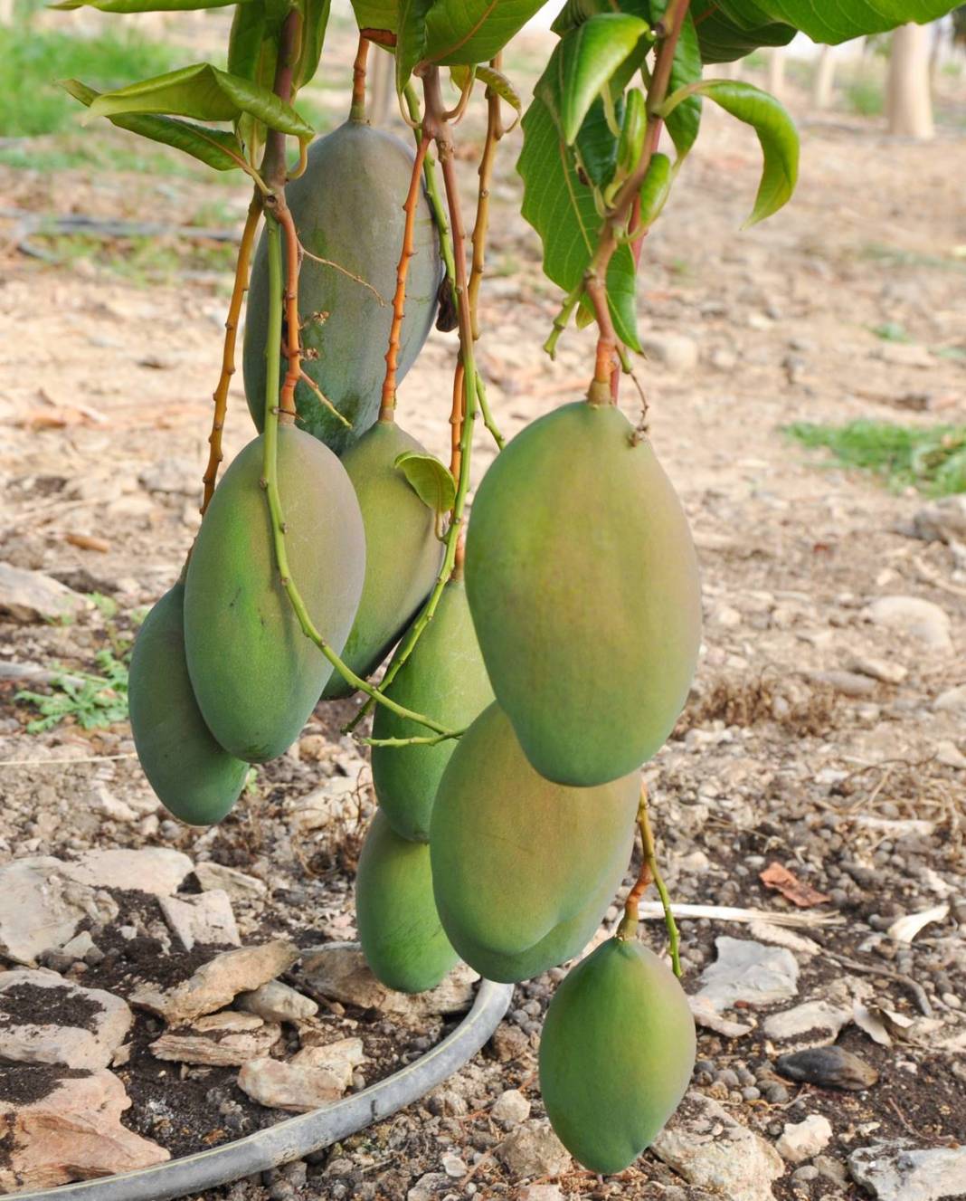 Bu meyvelerin üretimi derhal durdurulmalı: Türkiye'yi felakete sürüklüyor! Hiç kimse farkında değil, tehlike kapıda 17